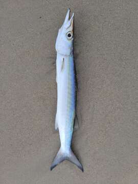 Image of Barracuda