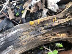 Image de Calocera australis McNabb 1965