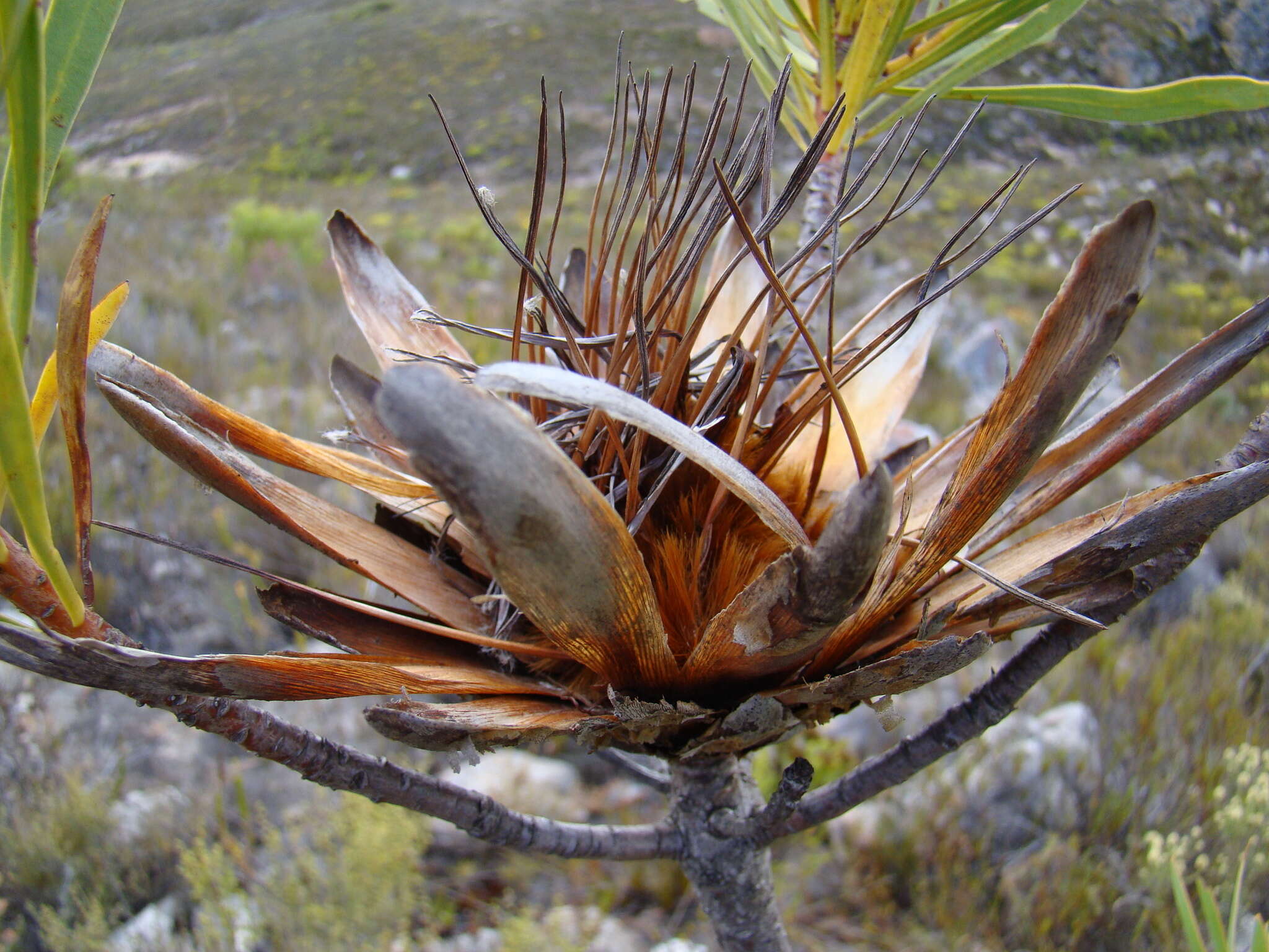 Image de Protea repens (L.) L.