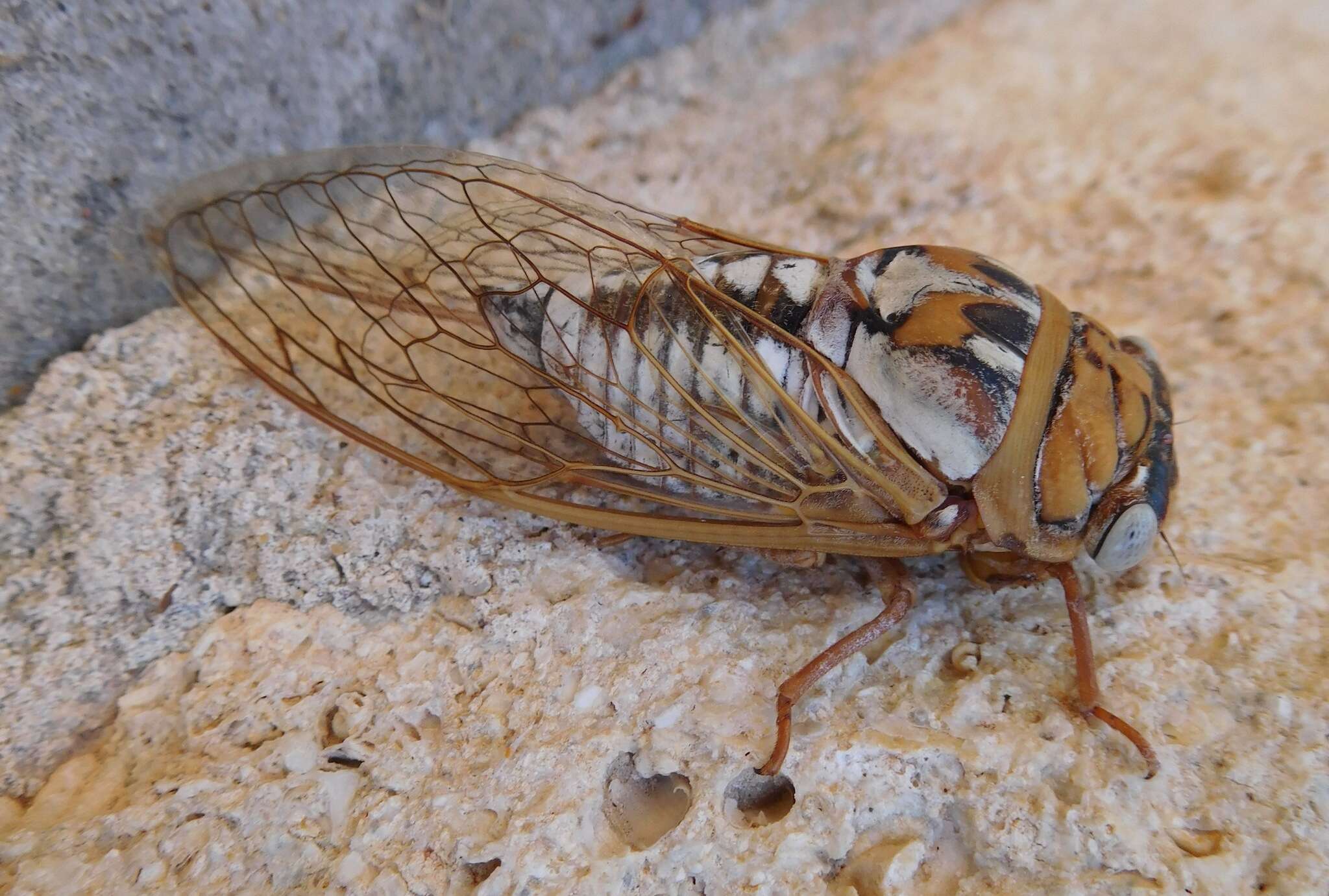 Image of Megatibicen dealbatus (Davis & W. T. 1915)