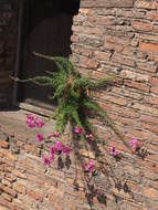 Image of Antirrhinum tortuosum Bosc ex Vent.