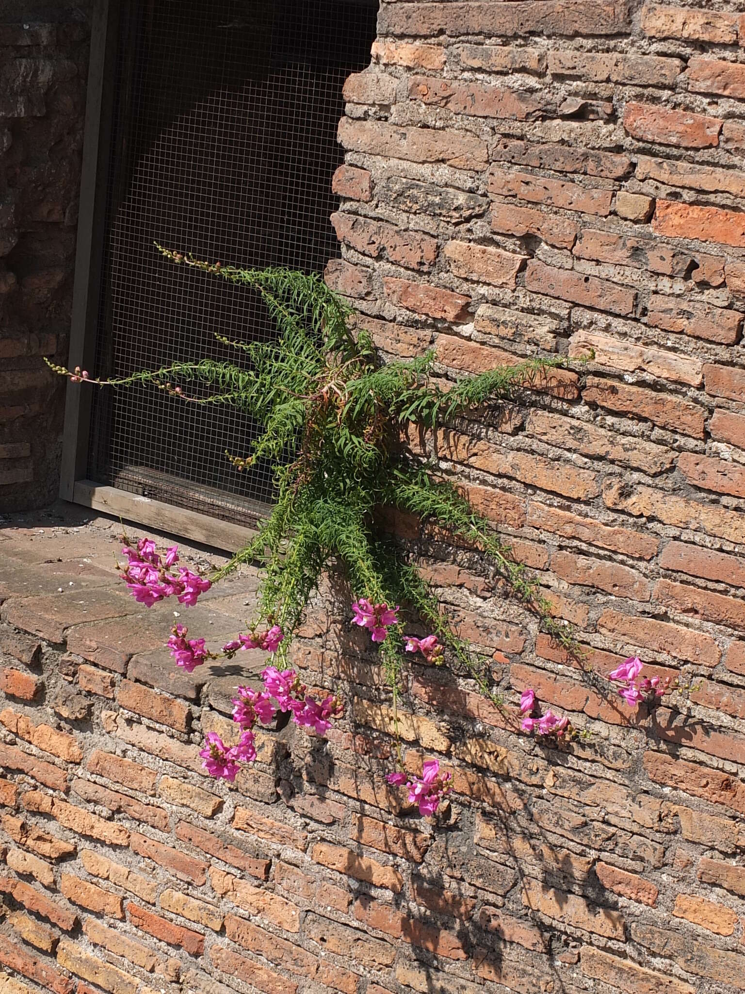 Image of Antirrhinum tortuosum Bosc ex Vent.