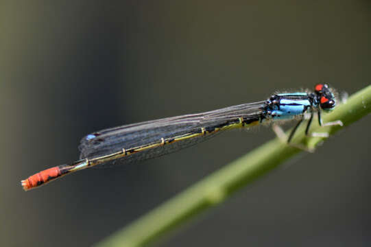 Sivun Hesperagrion Calvert 1902 kuva