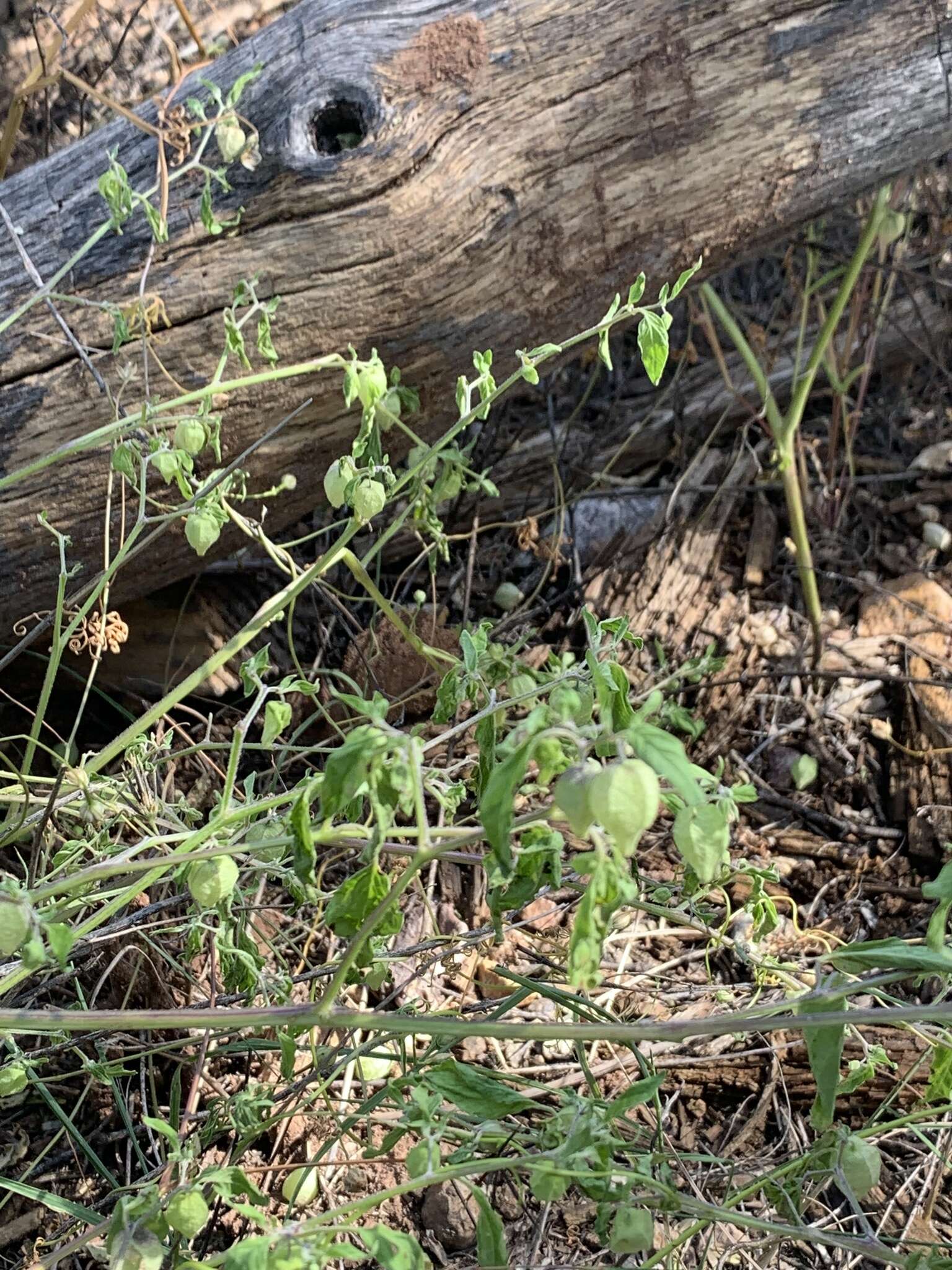 Plancia ëd Physalis solanacea (Schltdl.) B. Axelius