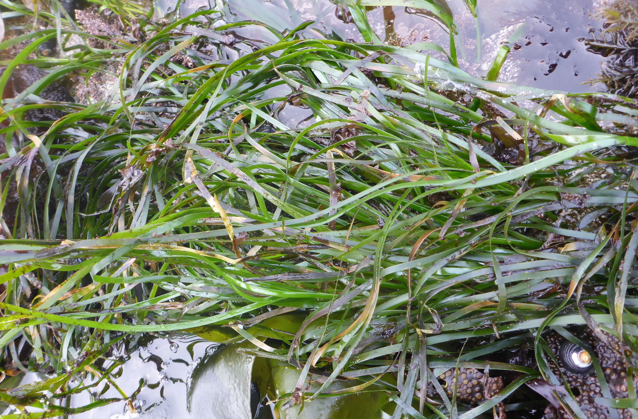 Image of Scouler's surfgrass