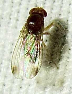 Image of Cherry drosophila