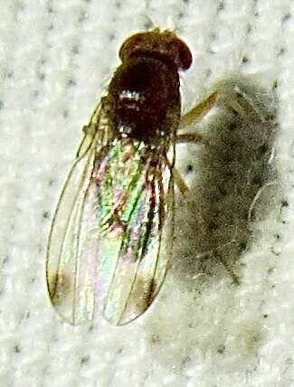 Plancia ëd Drosophila suzukii (Matsumura 1931)