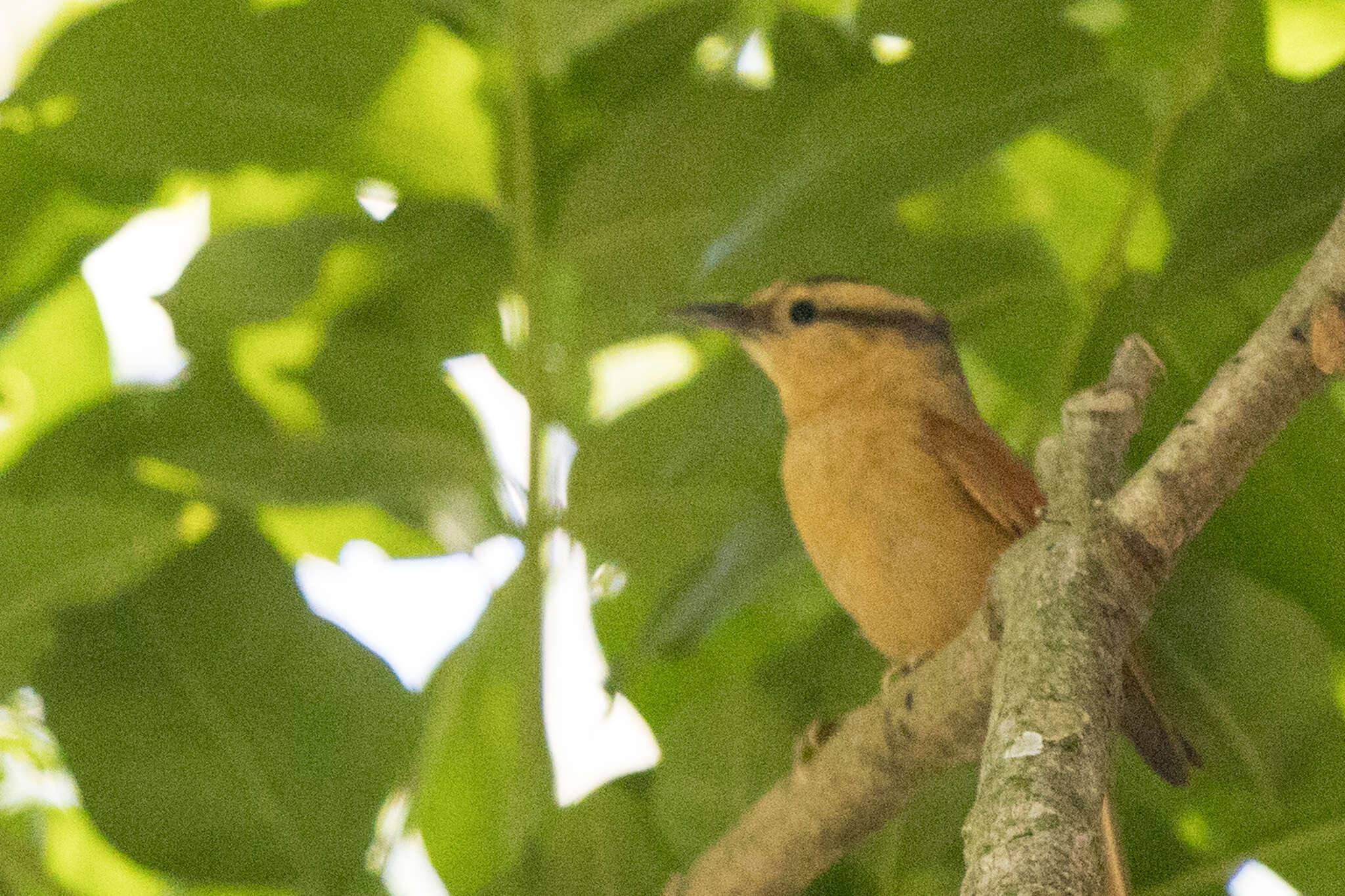 Image of Buff-fronted Foliage-gleaner