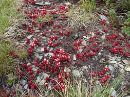 Imagem de Sedum candollei