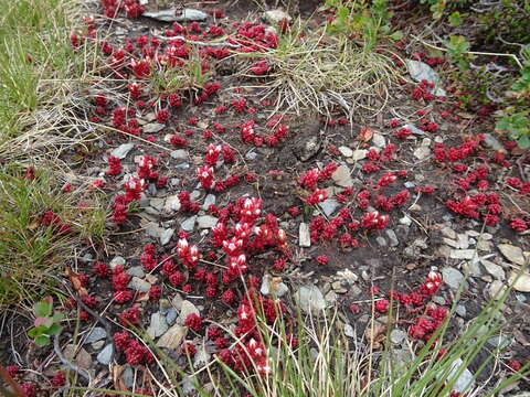 Image of Sedum candollei