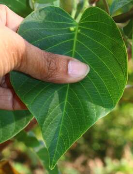 Imagem de Ipomoea campanulata L.