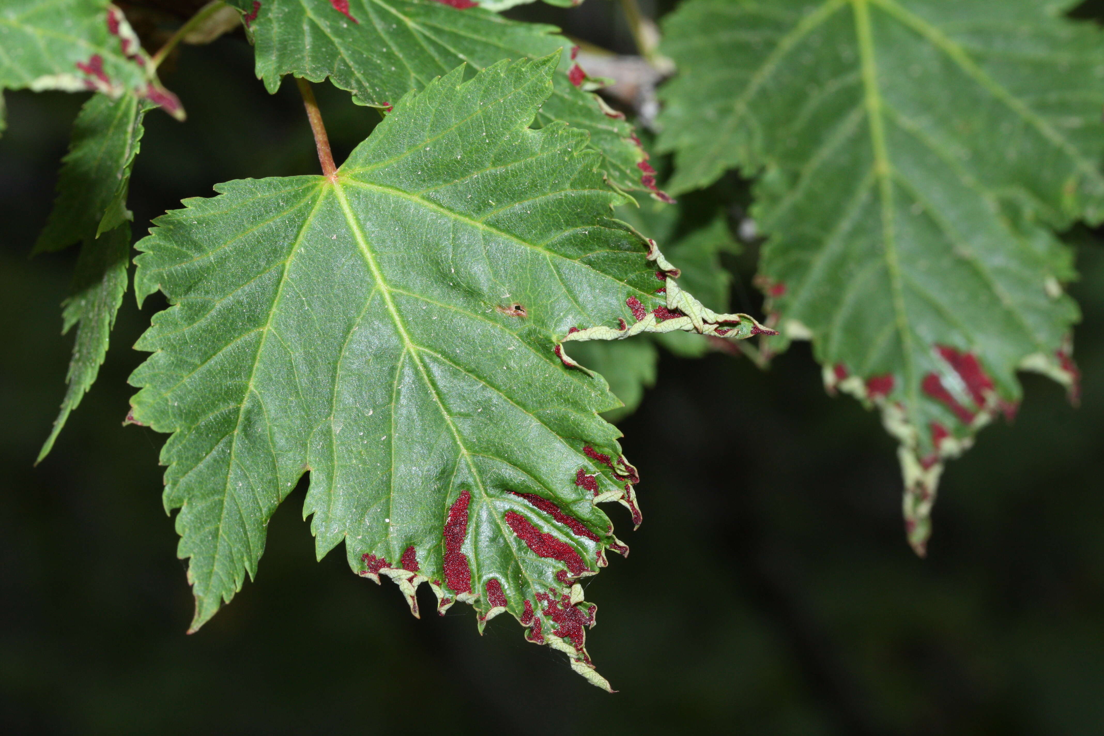 Image of Rocky Mountain maple