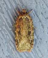 Imagem de Agonopterix pulvipennella Clemens 1864