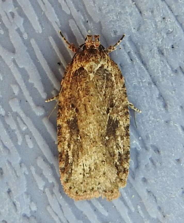 Image de Agonopterix pulvipennella Clemens 1864