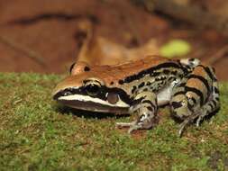 Image of Moustached frog