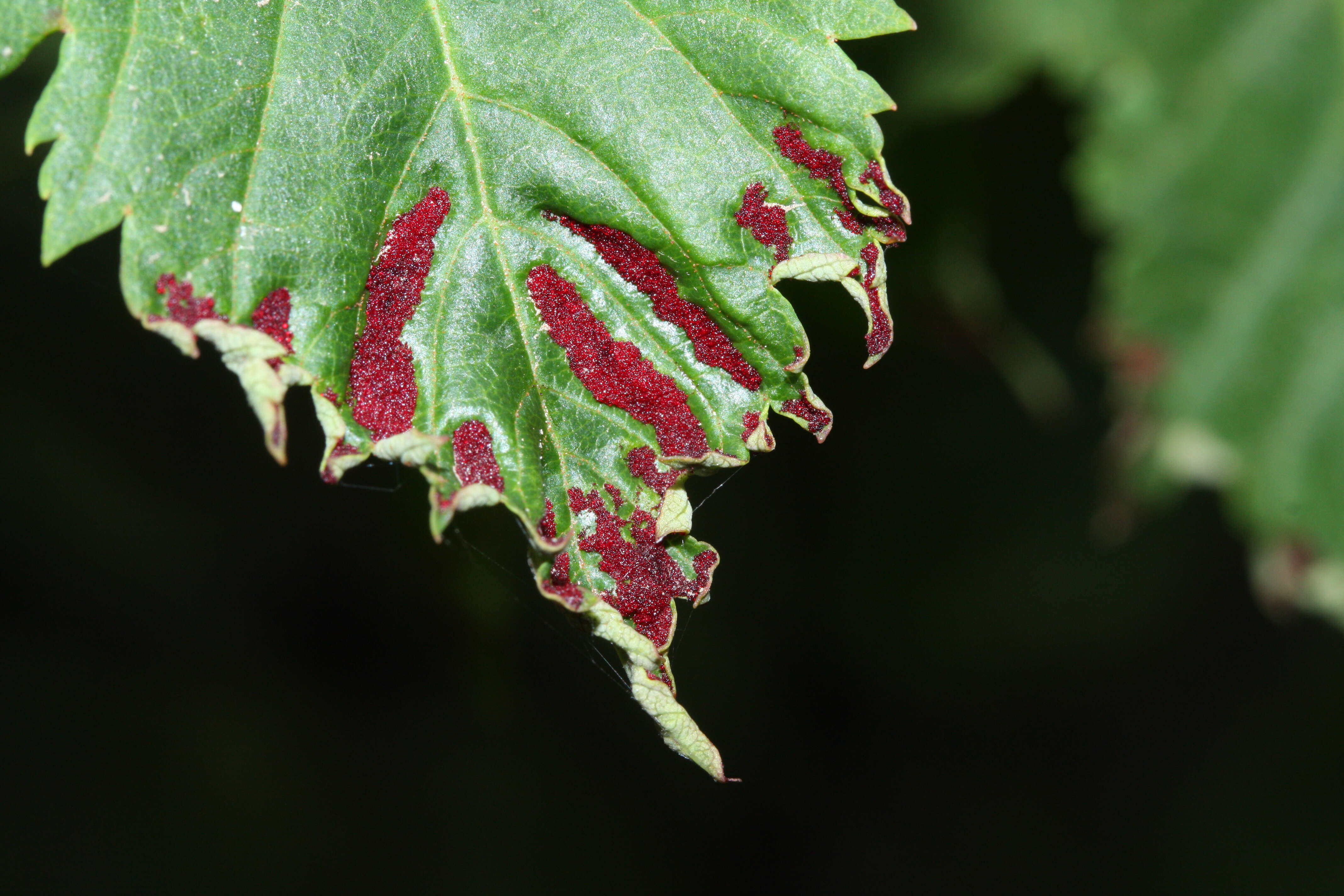 Image of Rocky Mountain maple