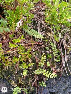 Image of hairy flowering fern