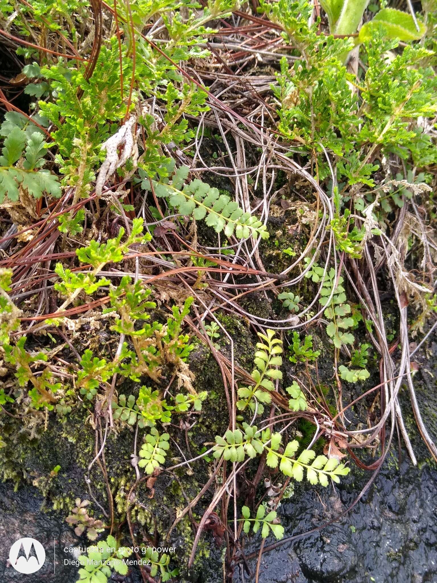 Image of hairy flowering fern