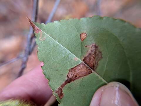 Image of Stigmella prunifoliella (Clemens 1861) Newton et al. 1982