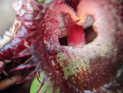 Image of Bristly helmet orchid