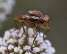 Image de Napaeosciomyza spinicosta (Malloch 1922)