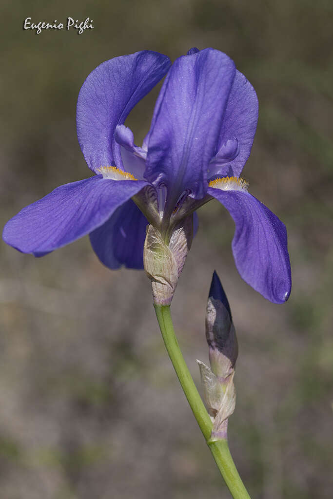 Image of Iris pallida subsp. cengialti (Ambrosi ex A. Kern.) Foster