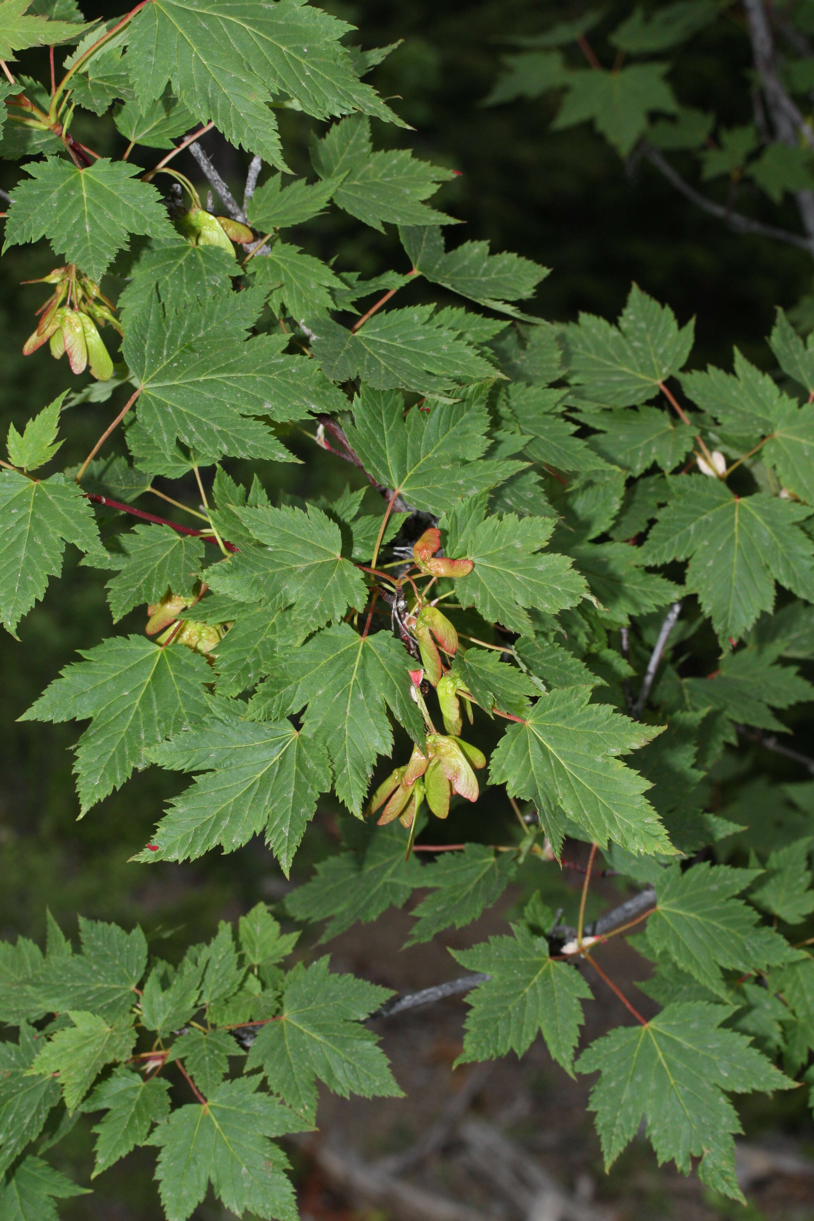 Image of Rocky Mountain maple