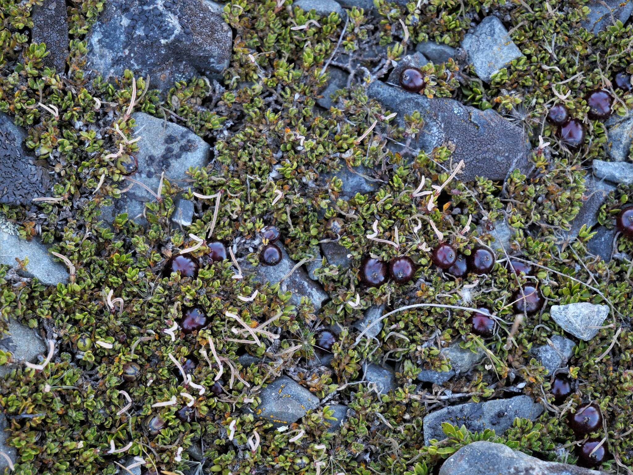 Image of Coprosma atropurpurea (Cockayne & Allan) L. B. Moore