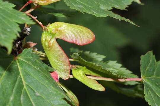 Acer glabrum Torr. resmi