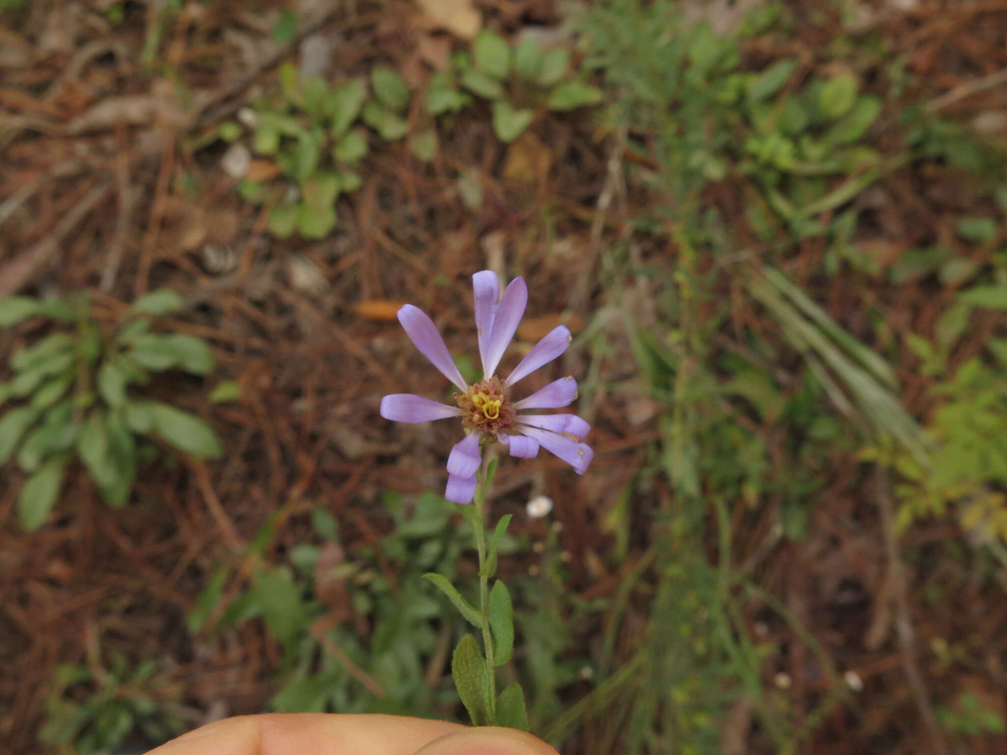 Image of late purple aster