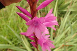 Imagem de Watsonia densiflora Baker