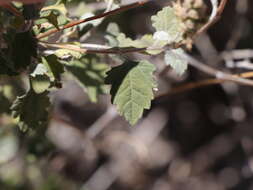 Image of Tucson bur ragweed