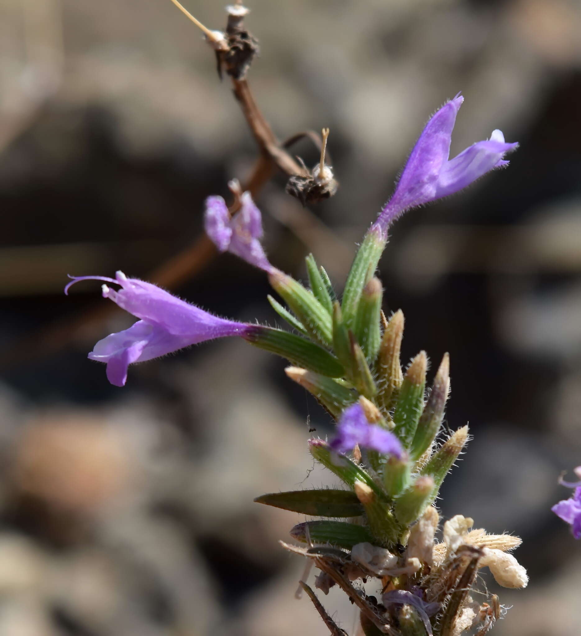 Image of Ziziphora taurica M. Bieb.