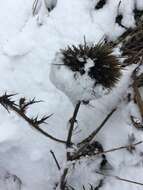 Image de Echinops adenocaulos Boiss.