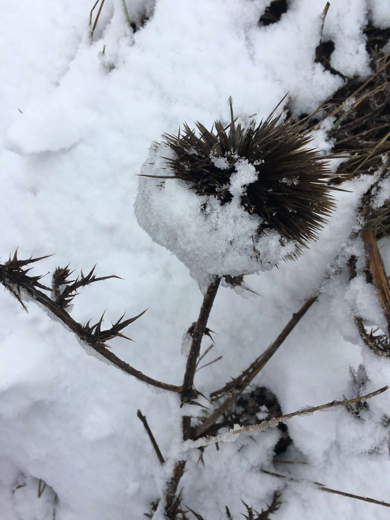 Image de Echinops adenocaulos Boiss.