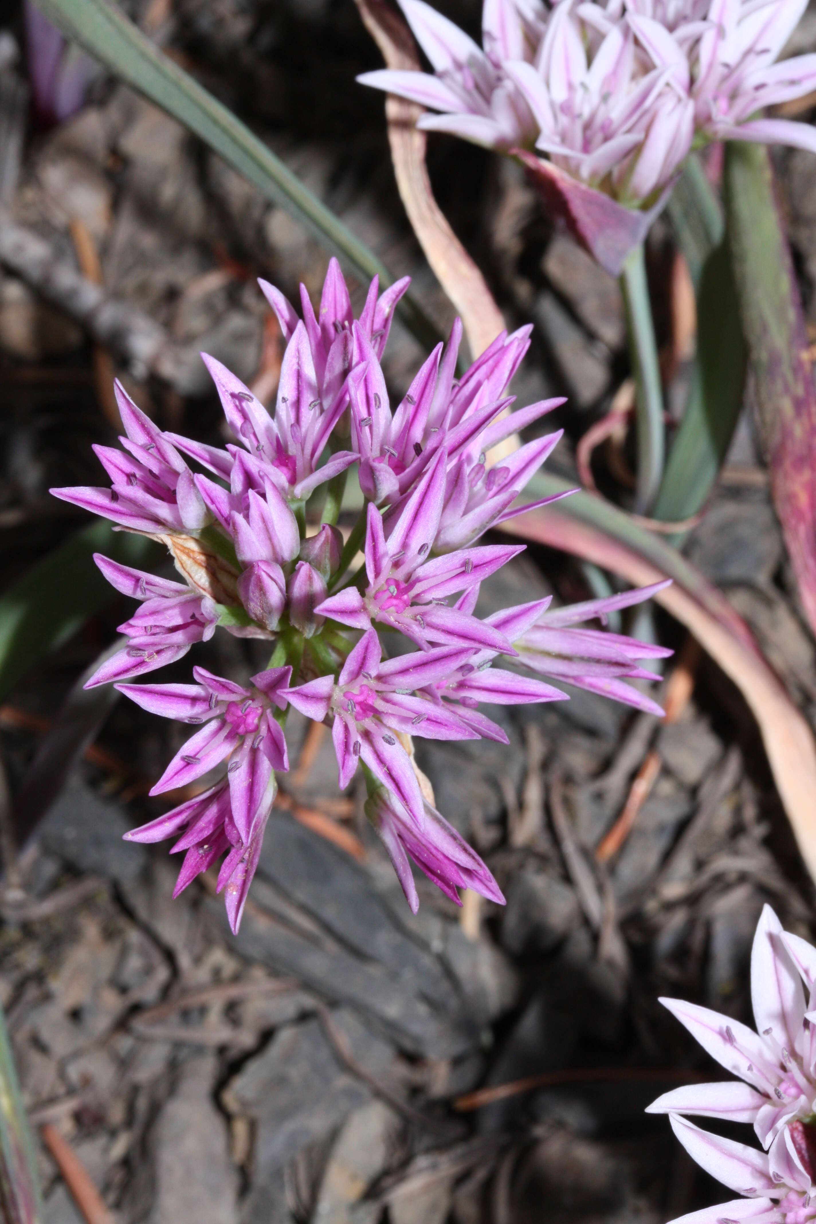 Image of Olympic onion