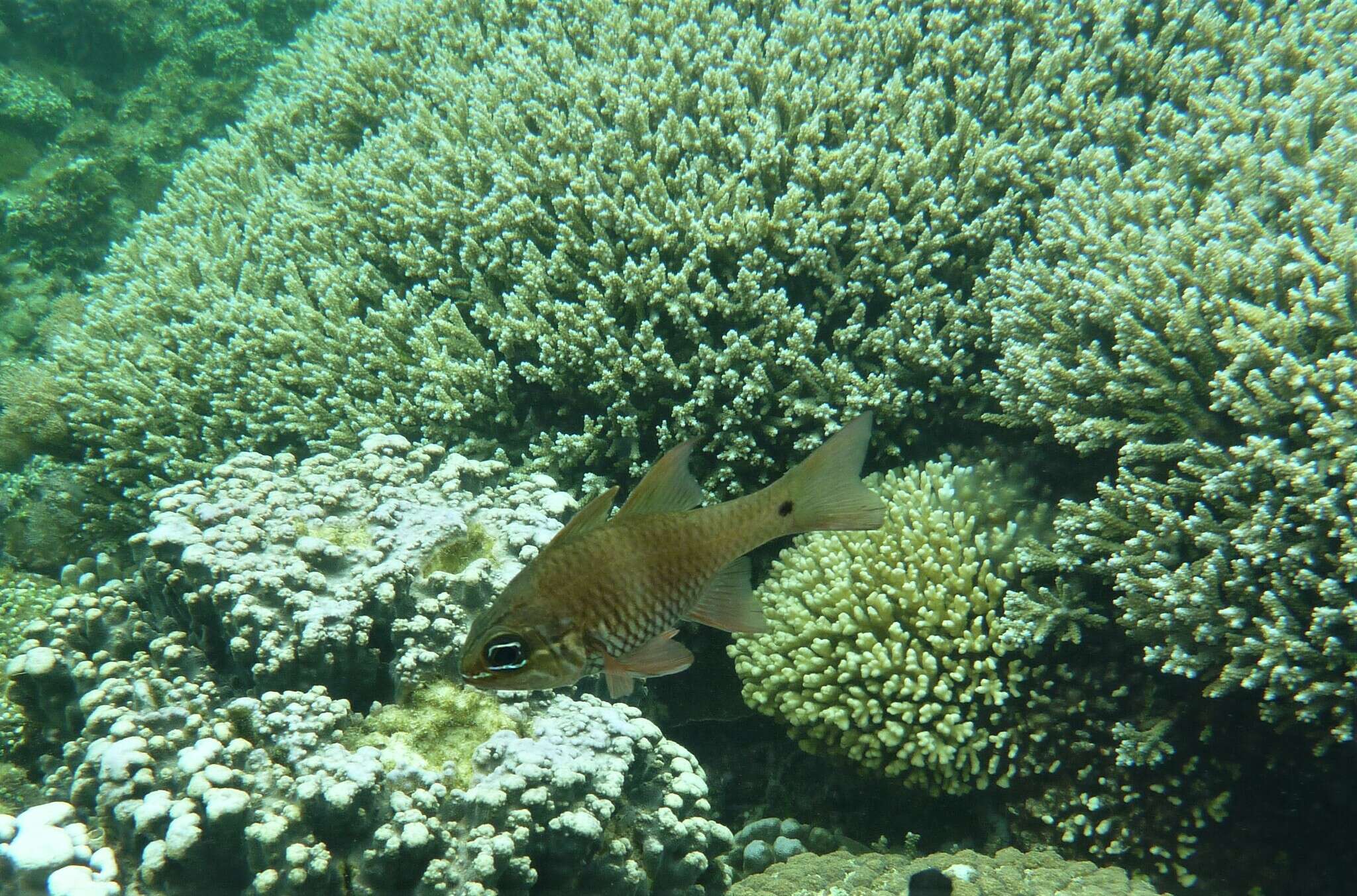 Image of Norfolk cardinalfish