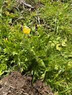 Image of Sacramento Valley Buttercup