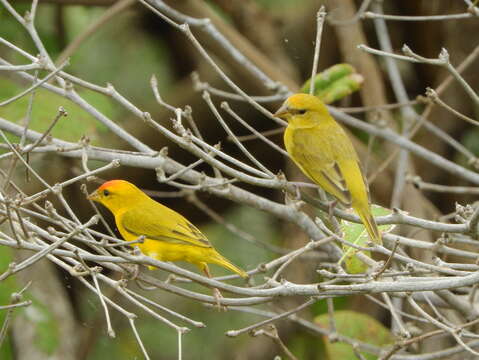 Image of Orange-fronted Yellow Finch