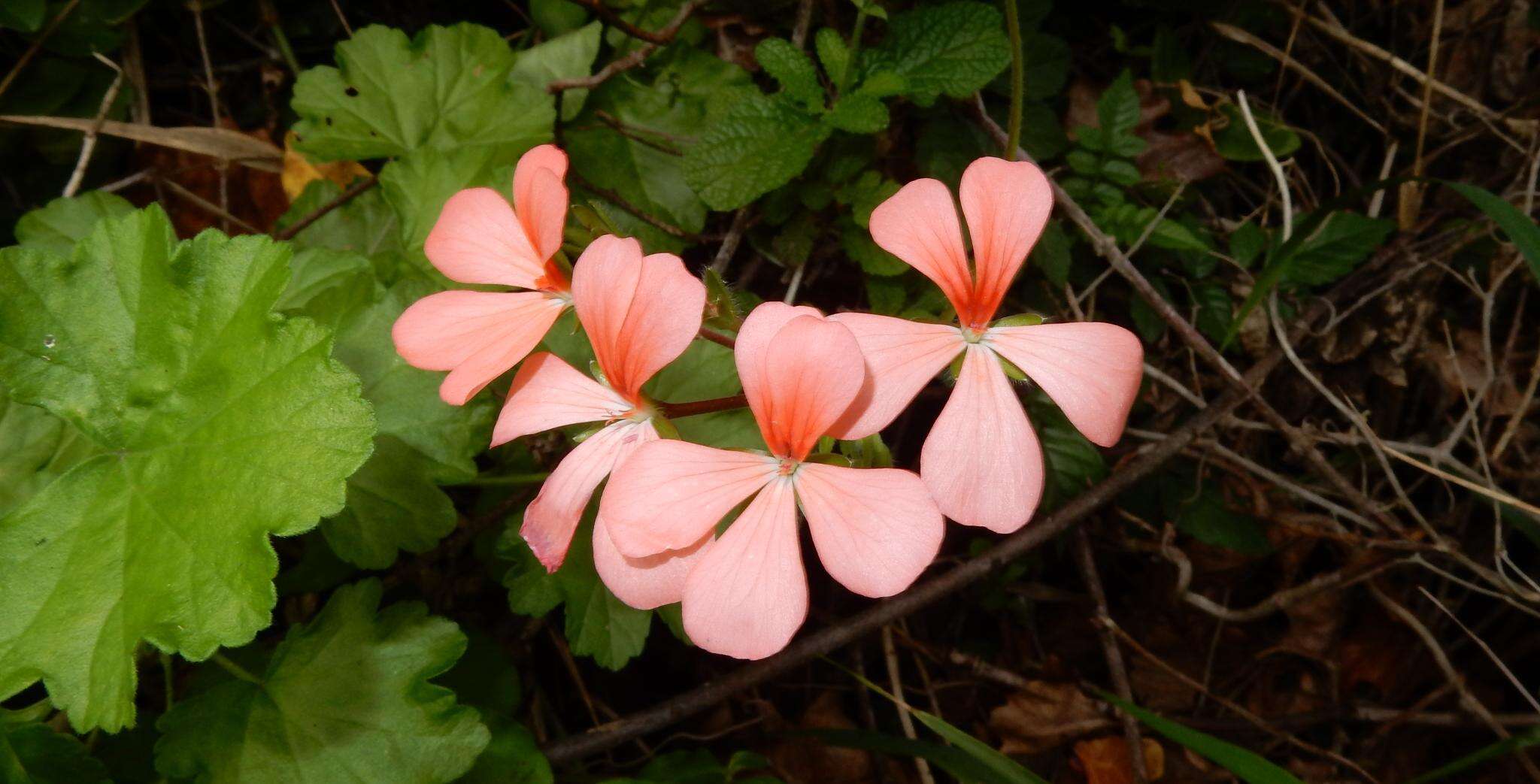 Image of Pelargonium frutetorum R. A. Dyer