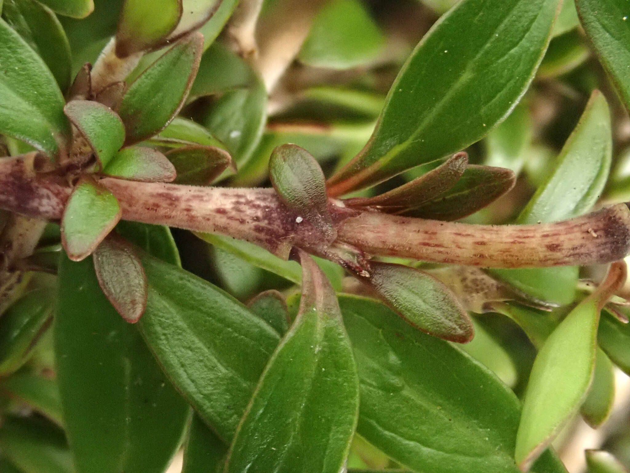 Слика од Coprosma propinqua var. latiuscula Allan