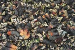 Image of goose neck barnacle