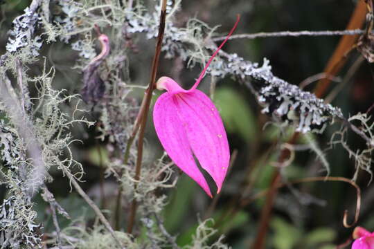 Image de Masdevallia coccinea Linden ex Lindl.