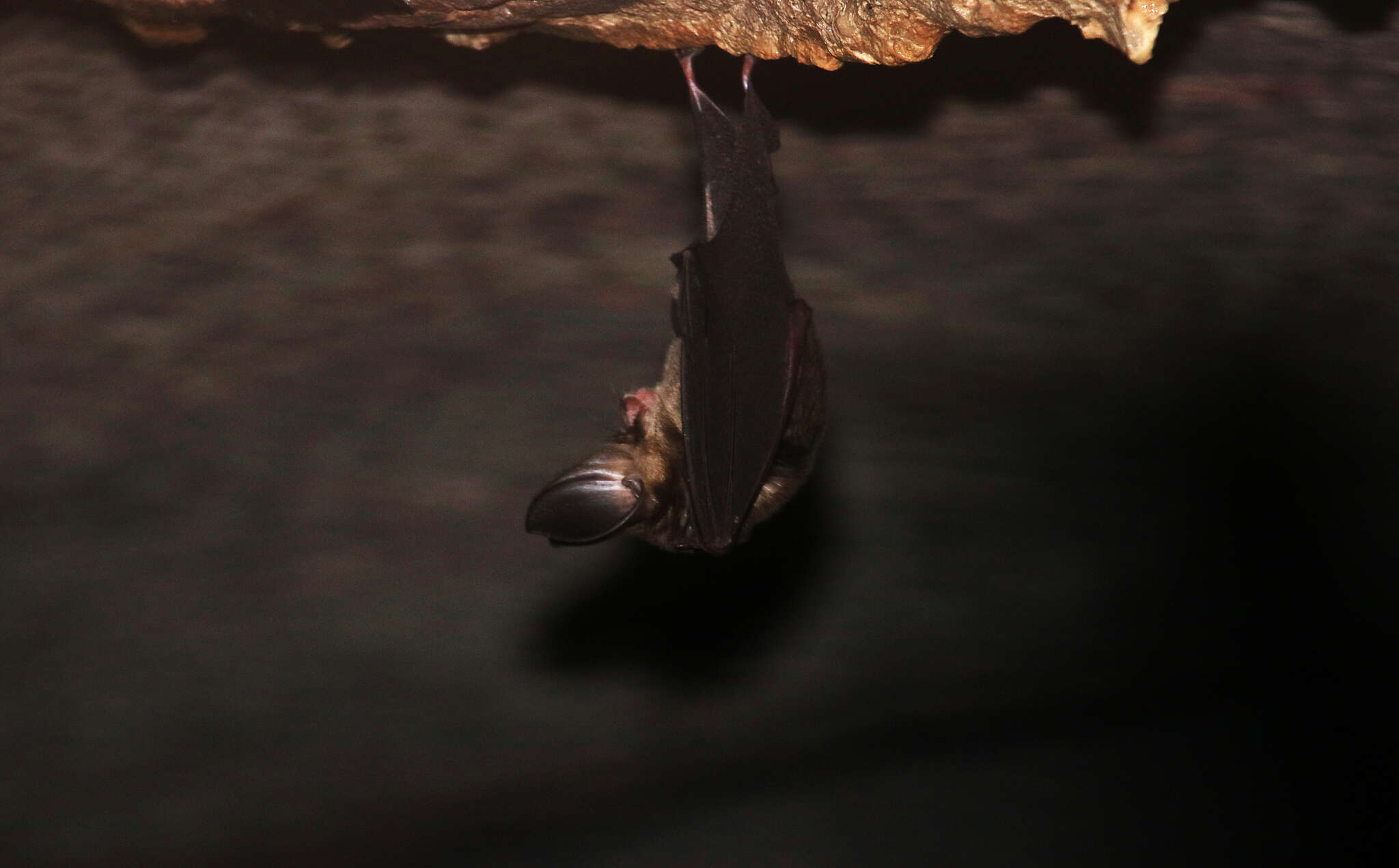 Image of Vietnamese Leaf-nosed Bat