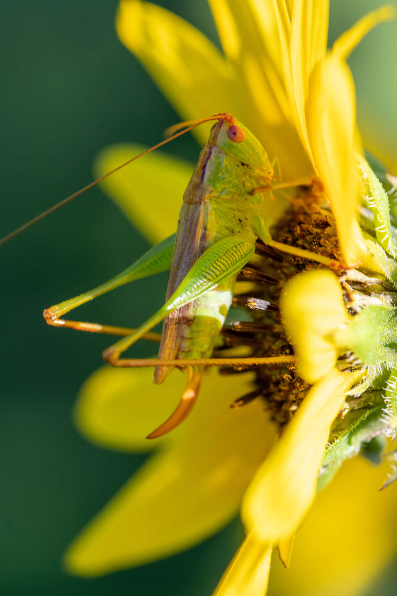 Image of Long-spurred Meadow Katydid