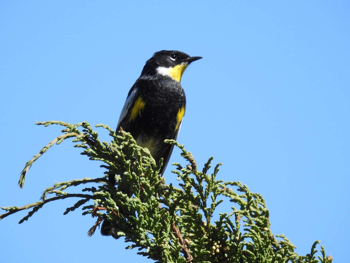 Image of Setophaga coronata goldmani