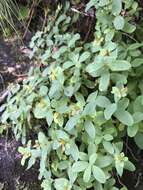 Image of Blueridge St. John's-Wort