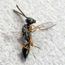 صورة Sphegigaster pallicornis (Spinola 1808)