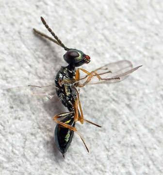 Sivun Sphegigaster pallicornis (Spinola 1808) kuva