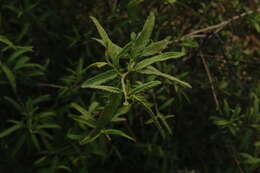 Image of black sage